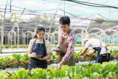Asian woman and man farmer working together in organic hydroponic salad vegetable farm. using tablet inspect quality of lettuce in greenhouse garden.