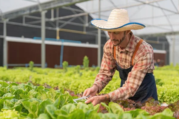 Agricultores Usam Paquímetros Vernier Para Medir Vegetais Para Acompanhar Seu — Fotografia de Stock