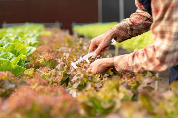 Agricultores Usam Paquímetros Vernier Para Medir Vegetais Para Acompanhar Seu — Fotografia de Stock