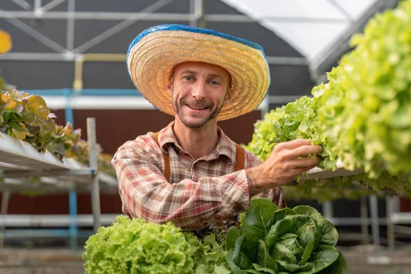 Agricultor Cosechando Verduras Granja Hidropónica Hortalizas Frescas Ecológicas Farmer Trabajando —  Fotos de Stock
