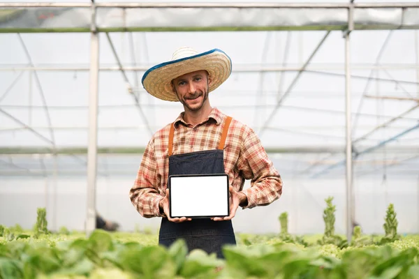 Male farmer in apron holding digital tablet with empty screen standing in hydroponic greenhouse.