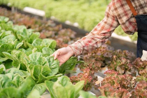Fermier Récoltant Des Légumes Ferme Hydroponique Légumes Frais Bio Fermier — Photo