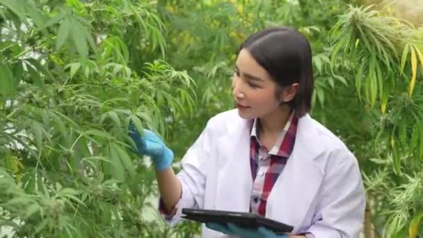 科学者の女性は温室で麻の植物をチェックする手袋をはめた ハーブ代替医療 製薬業界の概念 — ストック動画