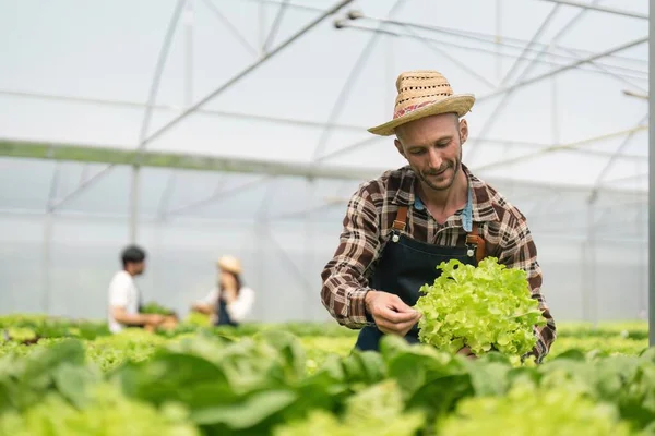 Fazenda Vegetal Hidropônica Agricultor Masculino Checando Vegetais Sua Fazenda Hidropônica — Fotografia de Stock