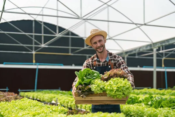 Улыбающийся Фермер Собирает Органические Овощи Теплице — стоковое фото