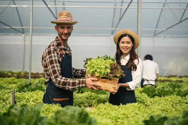 Agriculteur Agricultrice Travaillant Avec Agriculture Biologique Serre Légumes Hydroponiques — Photo