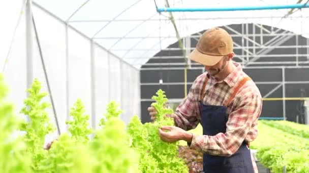 在水栽温室农场持有有机绿色沙拉蔬菜的男性农民将商店转卖给消费者 农业企业 — 图库视频影像