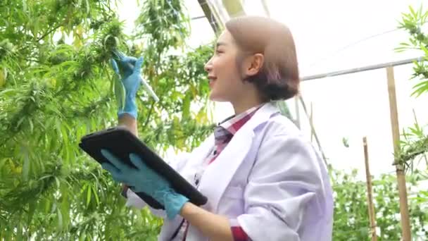 Bilim Kadını Bir Seradaki Kenevir Bitkilerini Kontrol Ederken Eldiven Takmış — Stok video