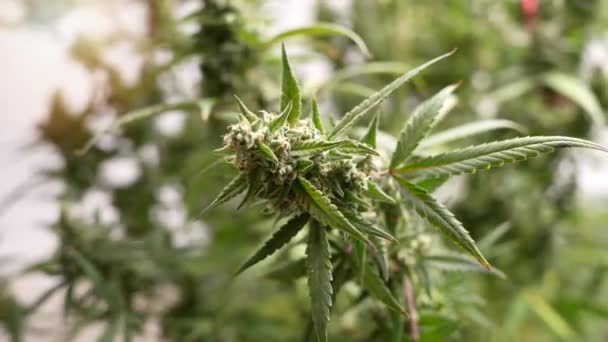 Granja Agrícola Interior Proporciona Una Producción Cannabis Medicinal Alta Calidad — Vídeo de stock