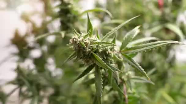 Fazenda Agrícola Interna Fornece Produção Cannabis Medicinal Alta Qualidade Para — Vídeo de Stock