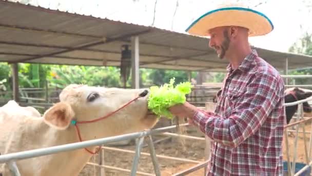 Счастливый Фермер Кормит Коров Свежим Зеленым Салатом — стоковое видео