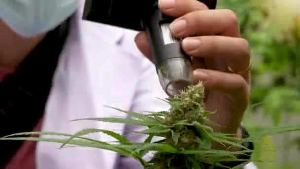 戴面具 戴手套检查温室里大麻植物的科学家 草药替代疗法的概念 制药行业 — 图库视频影像