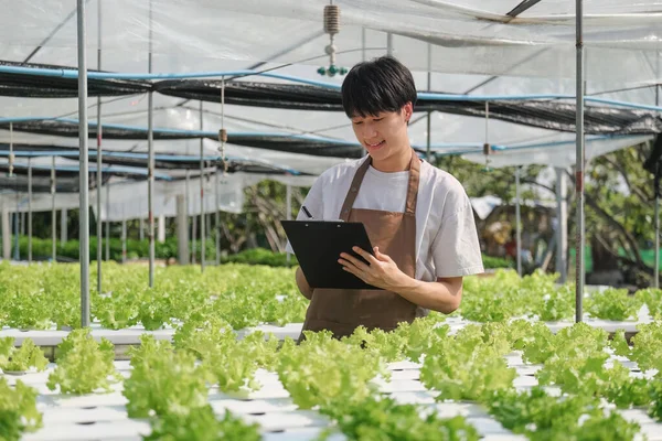 Agricultores Asiáticos Sexo Masculino Cultivam Vegetais Hidropônicos Agricultores Cultivam Alface — Fotografia de Stock
