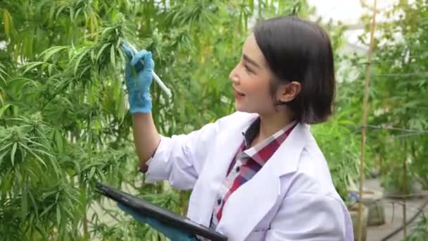 女科学家戴上手套 检查温室里的大麻植物 草药替代疗法的概念 制药行业 — 图库视频影像