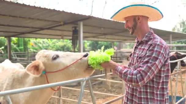 快乐的农夫用新鲜的绿色沙拉喂奶牛 — 图库视频影像