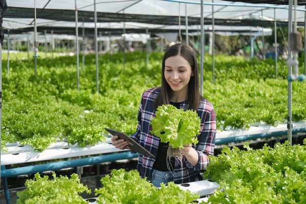 young farmer female smiling and holding mobile smart tablet with hydroponic fresh green vegetables produce in greenhouse garden nursery farm, smart farming, agriculture business concept.