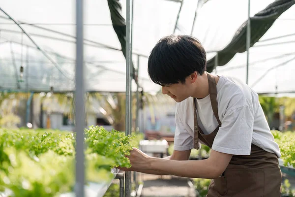 Felicidad Hombre Asiático Jardinero Trabajando Con Frescura Vegetal Invernadero Hidropónico — Foto de Stock