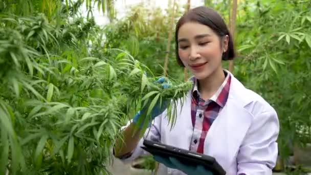 女科学家戴上手套 检查温室里的大麻植物 草药替代疗法的概念 制药行业 — 图库视频影像