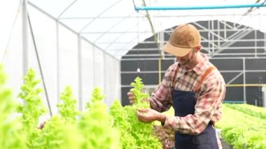 Erkek çiftçi bahçede taze yeşil marul salatasının kalitesini ölçüyor. Tarım, doğal organik gıda, tarım, GDO yok. Marul yaprağı pazarı tutan çiftçi elleri, 4K 'yı kapatın..