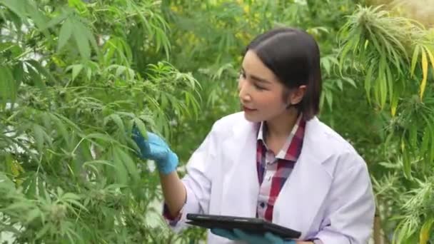 Scientifique Femme Mettre Des Gants Vérifier Les Plantes Chanvre Dans — Video