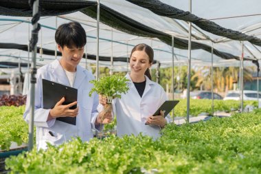 Hidrofonik tarım konsepti, bilim adamı takım testleri ve sebze organik hidroponikten veri toplama. Sera çiftlik bahçesinde taze sebze.