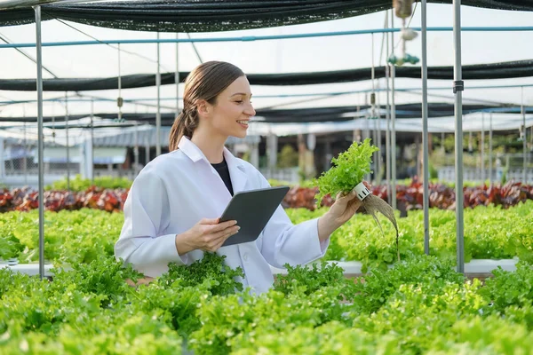 Aziatisch Vrouw Landbouw Onderzoeker Holding Tablet Groente Toezicht Biologische Groente — Stockfoto