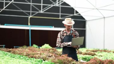 Hidroponik sistem sebzeleri, organik marul çiftliği, serada erkek tarımı, tarlada tarım yapan girişimci..