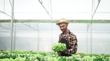 Asyalı erkek çiftçi serasında sebze kalitesini kontrol ediyor..