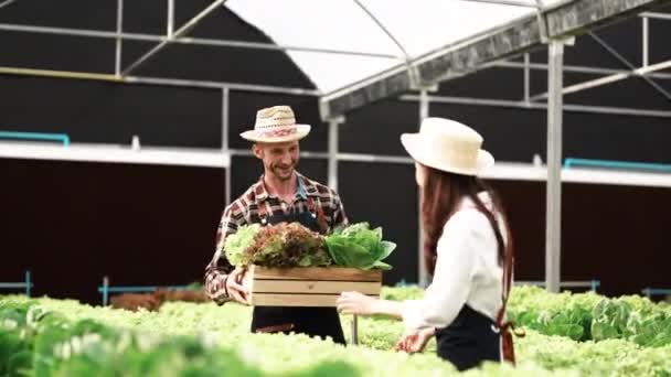 Asiatiska Bonde Par Arbetar Hydroponic Vegetabiliska Gård Med Glädje — Stockvideo