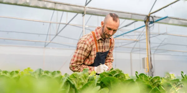 Happy male gardener smiling inspects quality of green vegetable in greenhouse gardener. Young horticulturist farmer cultivate healthy nutrition organic salad vegetables in hydroponic farming.