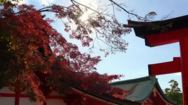 Ünlü Japon Fushimi Inari Tapınağı 'nda sonbahar sezonu. 4K Seyahat Kavram Görüntüsü.
