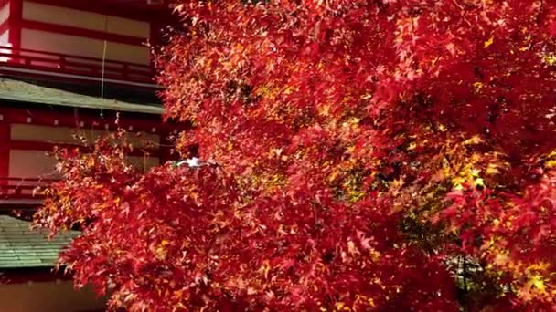 Fuji Chureito Pagoda Høsten Japan – stockvideo