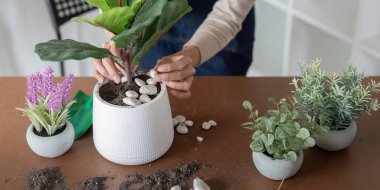 Çiçek saksısında dekoratif taşlar düzenleyen bir kadın ev içi bahçe işlerinin detaylarına odaklanıyor..