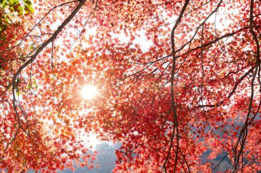 Altın güneş ışığı Japonya 'nın Kyoto kentindeki canlı kırmızı akçaağaç yaprakları arasında parıldıyor. Sonbahar güzelliğinin ve kültürel öneminin özünü yakalıyor.