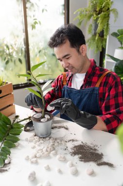 Odaklanmış bir bahçıvan, başarılı büyüme ve bitki sağlığı koşullarını güvence altına almak için kapalı bir tesis kurmayı titizlikle hazırlar..