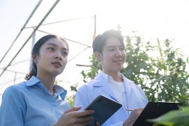 Bilim insanları bir sera ortamında esrar büyümesini optimize etmek için gelişmiş yöntemler araştırıyorlar.