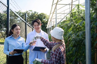 Uzmanlar, büyümeyi artırmak ve kontrollü bir bilimsel ortamda verimi artırmak için esrar bitkilerini incelerler.