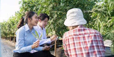 Uzmanlar, sera ortamında esrar yetiştirme teknikleri hakkında ayrıntılı tartışmalara girişiyor.