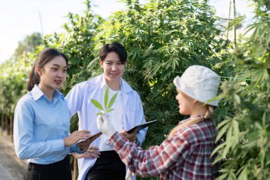 Uzmanlar, araştırma ve işbirliğini vurgulayan bir serada yenilikçi esrar yetiştirme yöntemlerini tartıştılar.
