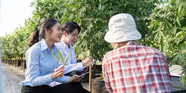 Uzmanlar, sera ortamında esrar yetiştirme teknikleri hakkında ayrıntılı tartışmalara girişiyor.