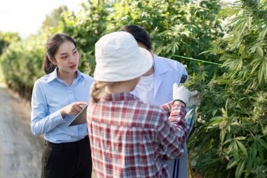 Uzmanlar sürdürülebilir büyüme için bir sera yenilikçi tekniklerinde esrar yetiştirme hakkında araştırma yürütmektedirler.