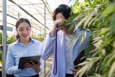 İki araştırmacı canlı bir serada kenevir bitkilerini incelerken neşeli bir anı paylaşıyorlar..