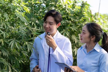 Parlak bir serada, genç bir bilim adamı kenevir bitkilerini mutlu bir şekilde analiz ediyor ve benzersiz özelliklerine büyük bir ilgi gösteriyor..