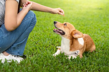 Bir kadın korgisine, canlı yeşil bir parktaki bağ ve eğitim sürecini vurgulamak için ikramlarla kalmayı öğretiyor..