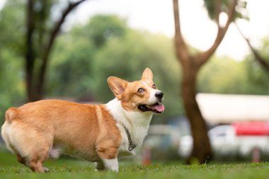 Neşeli bir Corgi köpeği yeşil bir parkta duruyor, neşeli doğasını ve hareketli kişiliğini gösteriyor..
