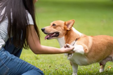 Bir Corgi köpeği, sahibine olan sevgisinden zevk alır. Huzurlu bir parkta evcil hayvanlarla insanları arasındaki bağı vurgular..