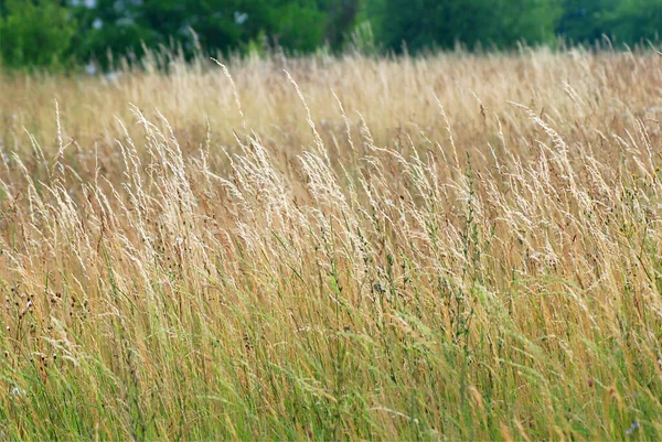 stock image Unmowed meadow in a mountain landscape in the summer twilight in the wind