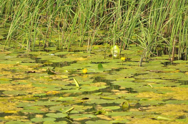 沼とその周辺の生き物の世界 — ストック写真