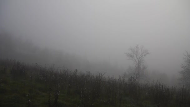 Πρωινή Ομίχλη Στο Ψηλό Βουνό — Αρχείο Βίντεο