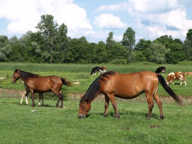 Atlar ve inekler yazın doğada otluyor.